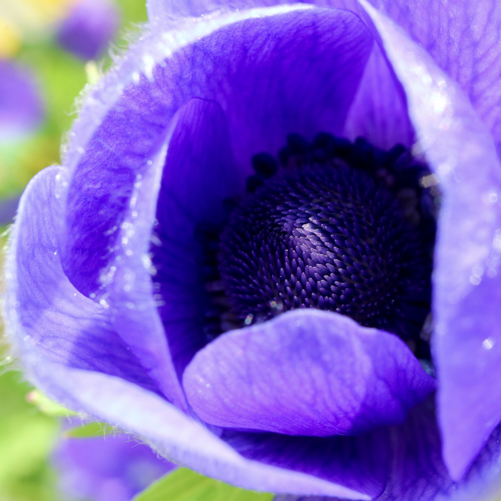 Anemone Tsubomi