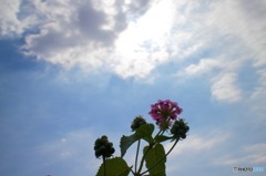 秋の空と土手に咲く花１