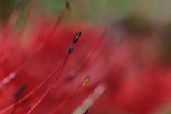 Higanbana sono3