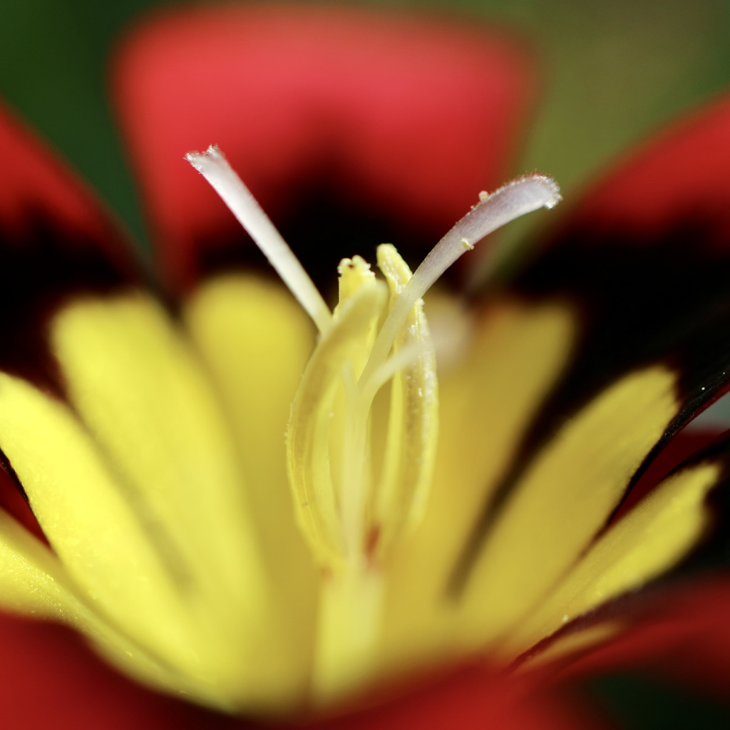 Niwa ni Saiteita Hana 