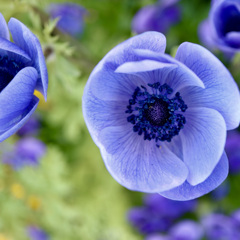 Anemone Saita