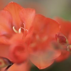 Toritonia2