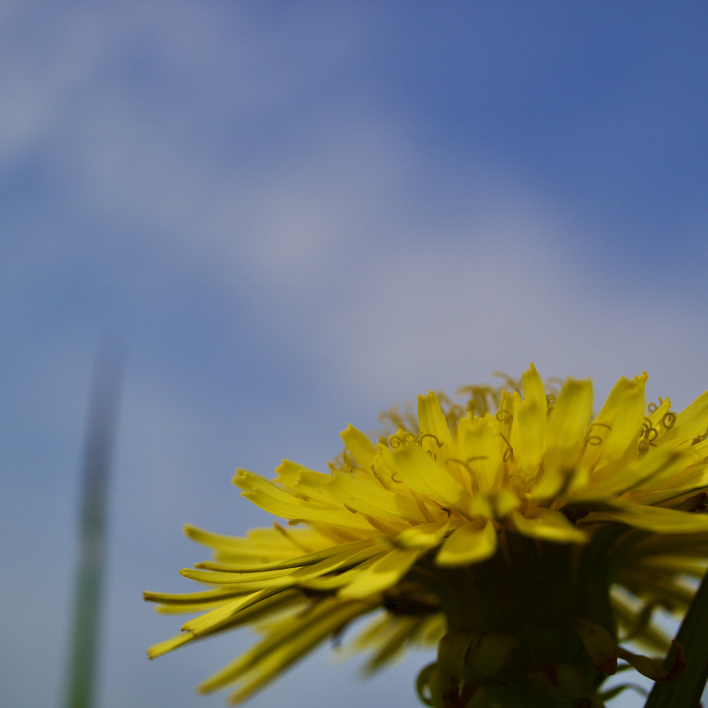 Tanpopo