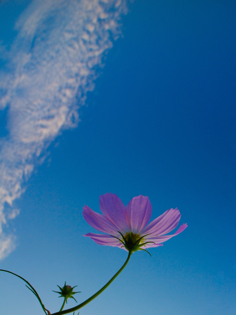 秋空に秋桜