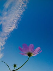 秋空に秋桜