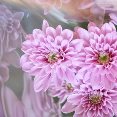 Pink sono1