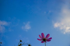 秋空と秋桜３