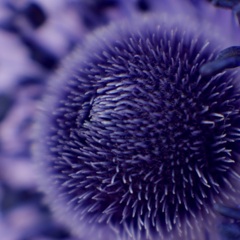 Anemone