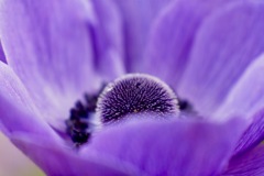 Anemone 