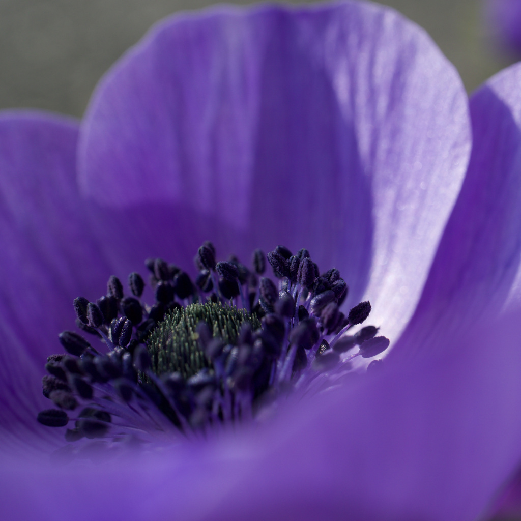 Anemone Saita sono3