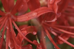 Higanbana sono2