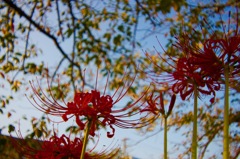 桜の葉陰の彼岸花