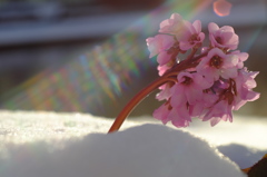 雪上の花と雪の星