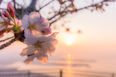夕焼け桜