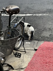 レッドカーペット