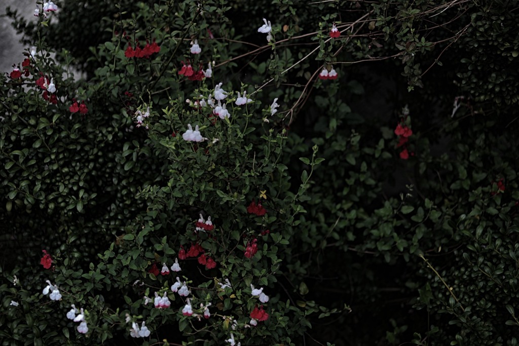 世界にありふれた花