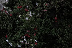 世界にありふれた花