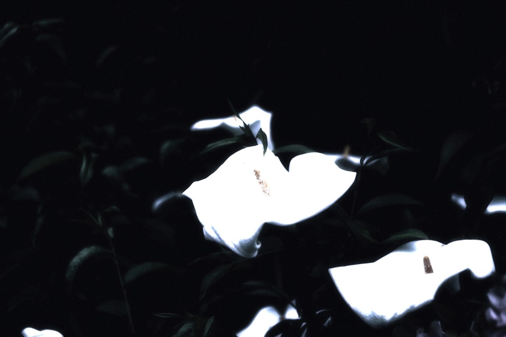 忘れようとした明日