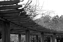 冬を弾くグランドピアノ