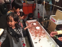 goldfish　tournament