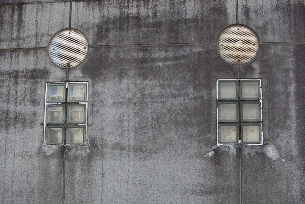 海亀の珊瑚礁