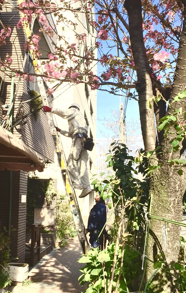 櫻守