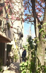 櫻守