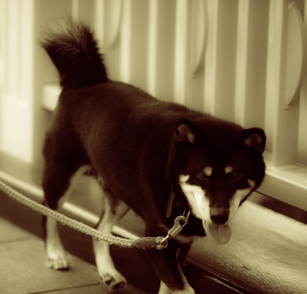 黒犬