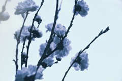 ボタニカル・ドリーム