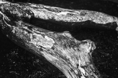 倒木に擬態する思念