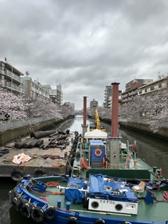 サクラ　インダストリアル