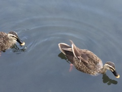 ちょoo、まてよ""