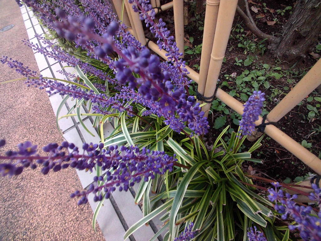 道端に咲く花の・・・