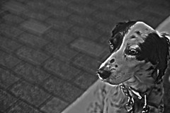 ときにはノーブルに