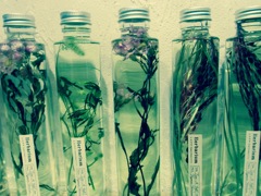 herbarium