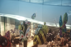 蜜蜂ｲﾙｰｼﾞｮﾝ