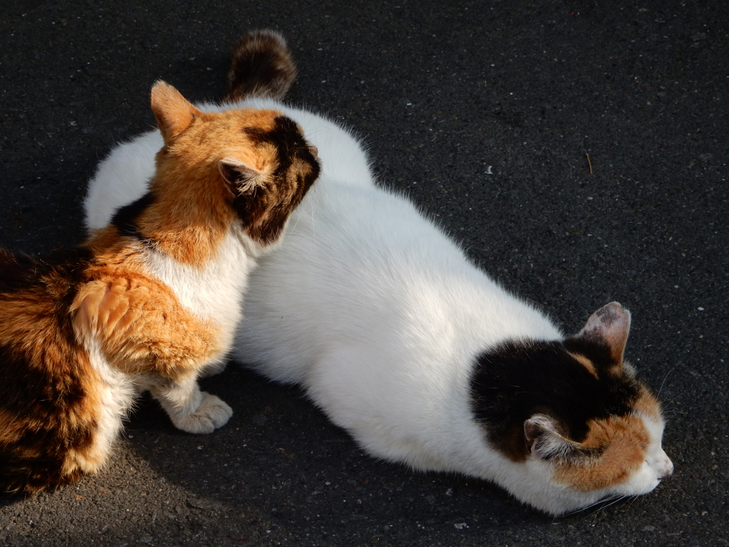 三毛猫