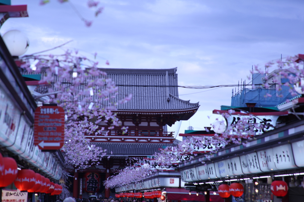 造り桜艶やかに