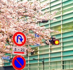 sakura traffic