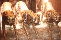 ジャガー・ルクルト