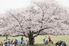 桜の森の満開の下
