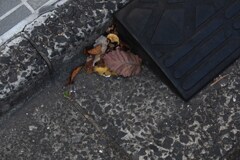 ひっそりとオータム