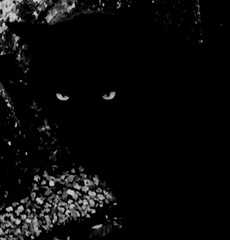 500回生まれ変わった猫