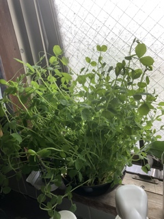 もじゃグリーン