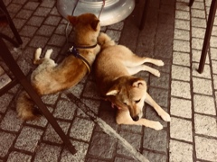 君と出会った微熱