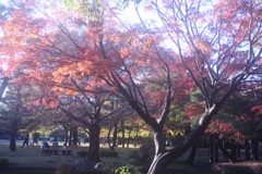 thanksgiving day thanksgiving day