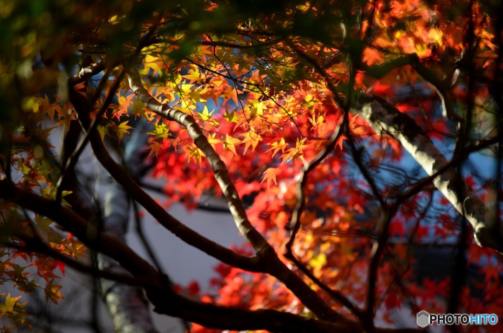 紅葉