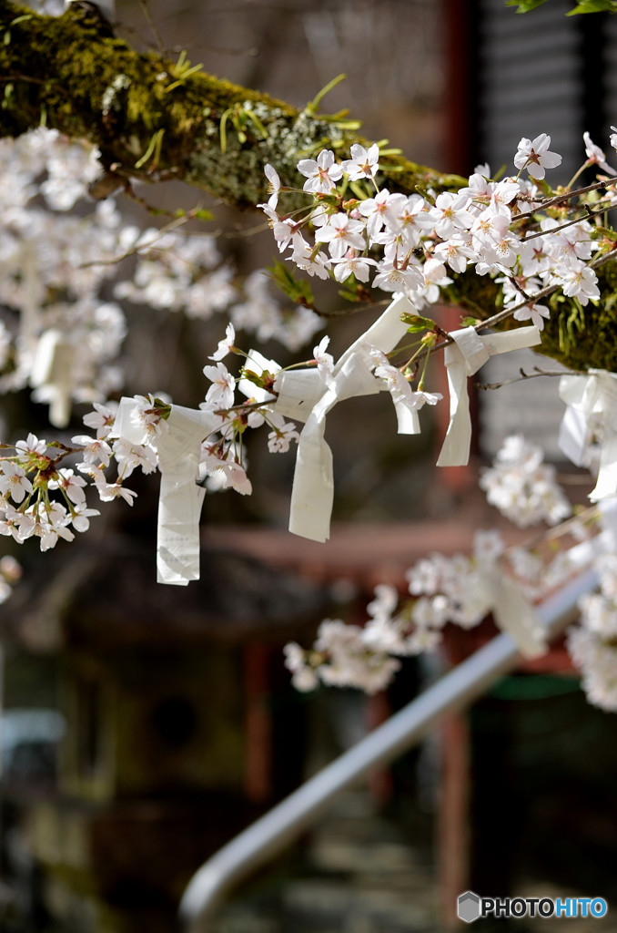 桜に願いを込めて
