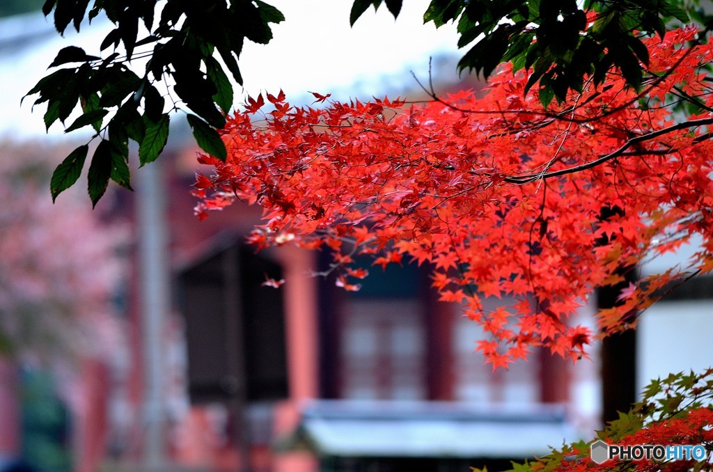 観心寺