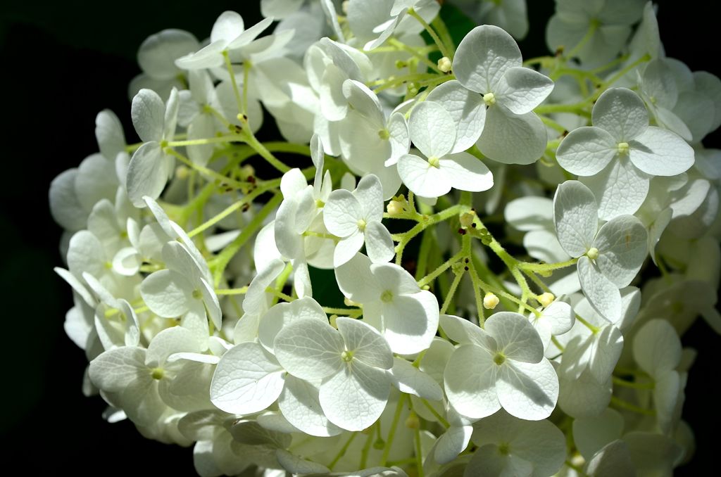 紫陽花